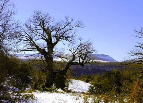 roble gordo nevado